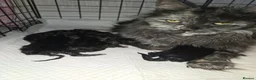 Maine Coon cats for sale: Male Maine Coon Black Smoke - Advert 15