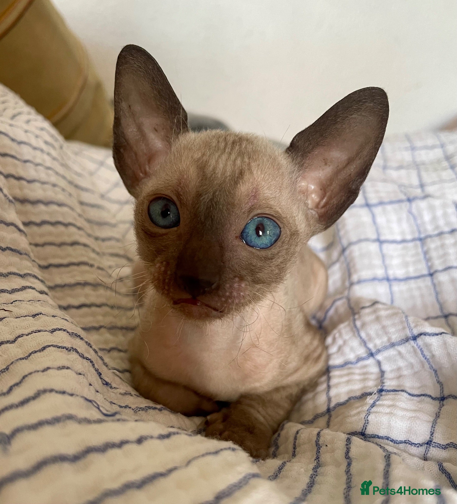 Cornish Rex cats ***Beautiful Cornish Rex Girls***  - Advert 17
