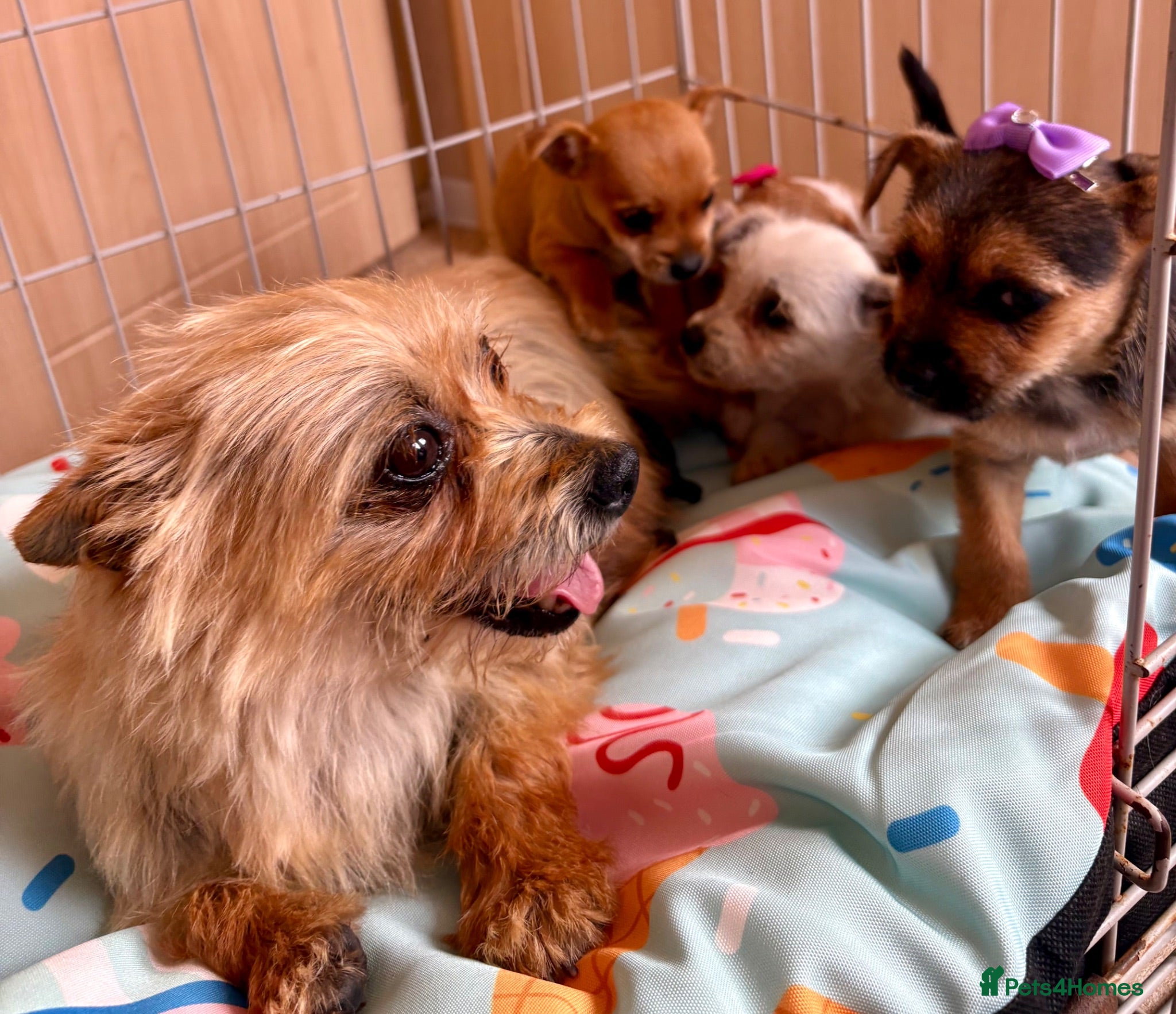 Mixed Breed dogs Jack Russell Cross Chorkie Puppies – Ready Now - Advert 1