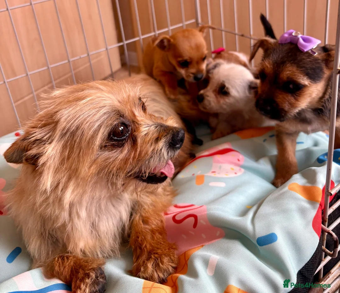 Mixed Breed dogs for sale: Jack Russell Cross Chorkie Puppies – Ready Now - Advert 1