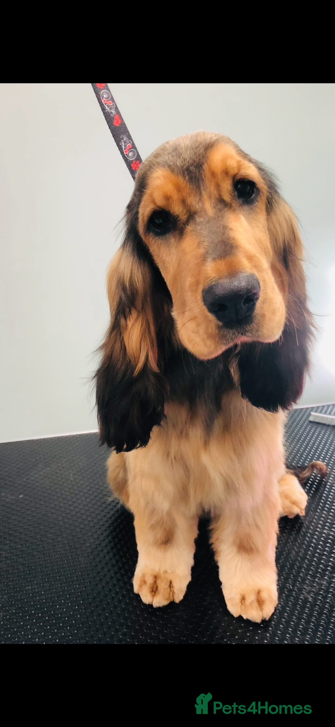Cocker Spaniel dogs for sale: 🧡🤎 KC REG Show Cocker Spaniel Puppies For Sale - Advert 2