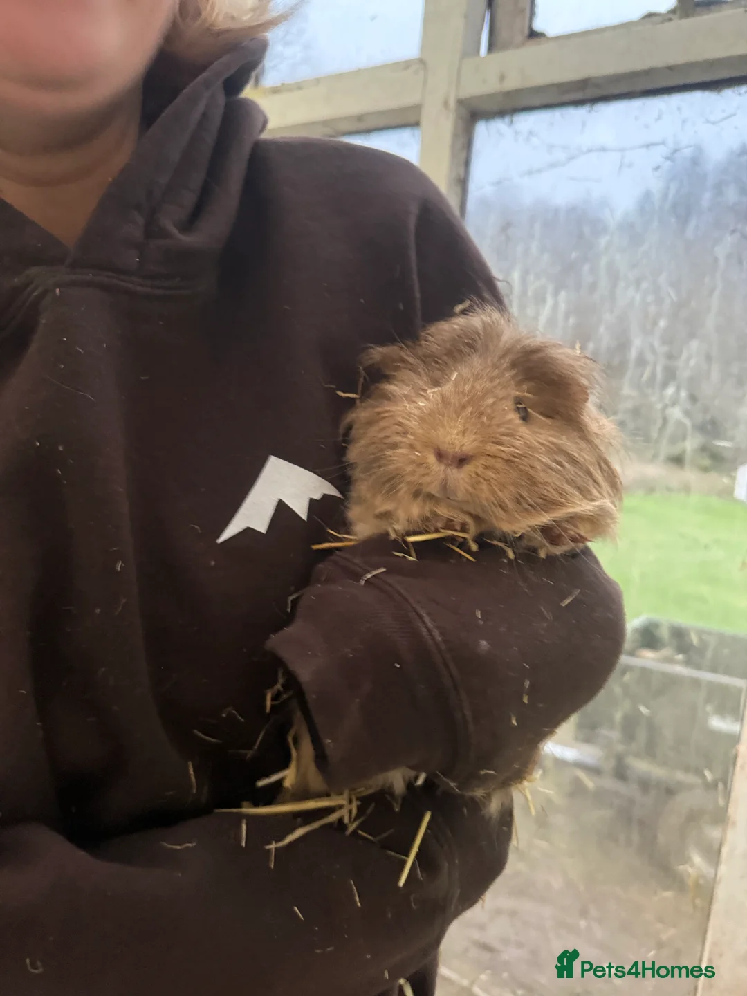 Guinea Pig rodents for sale: Two Guinea Pigs need rehoming  in Machynlleth - Advert 4