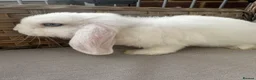 Mini Lop rabbits for sale: 1 Lovely handsome mini lop buck and adult. - Advert 18