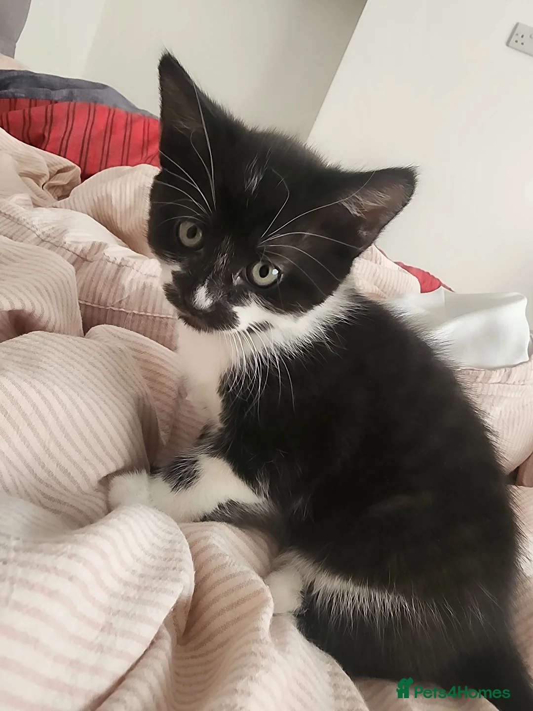 Mixed Breed cats for sale: 3 lovely kittens  - Advert 2