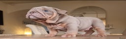 English Bulldog dogs for sale: Beautiful bulldog puppies - Advert 10