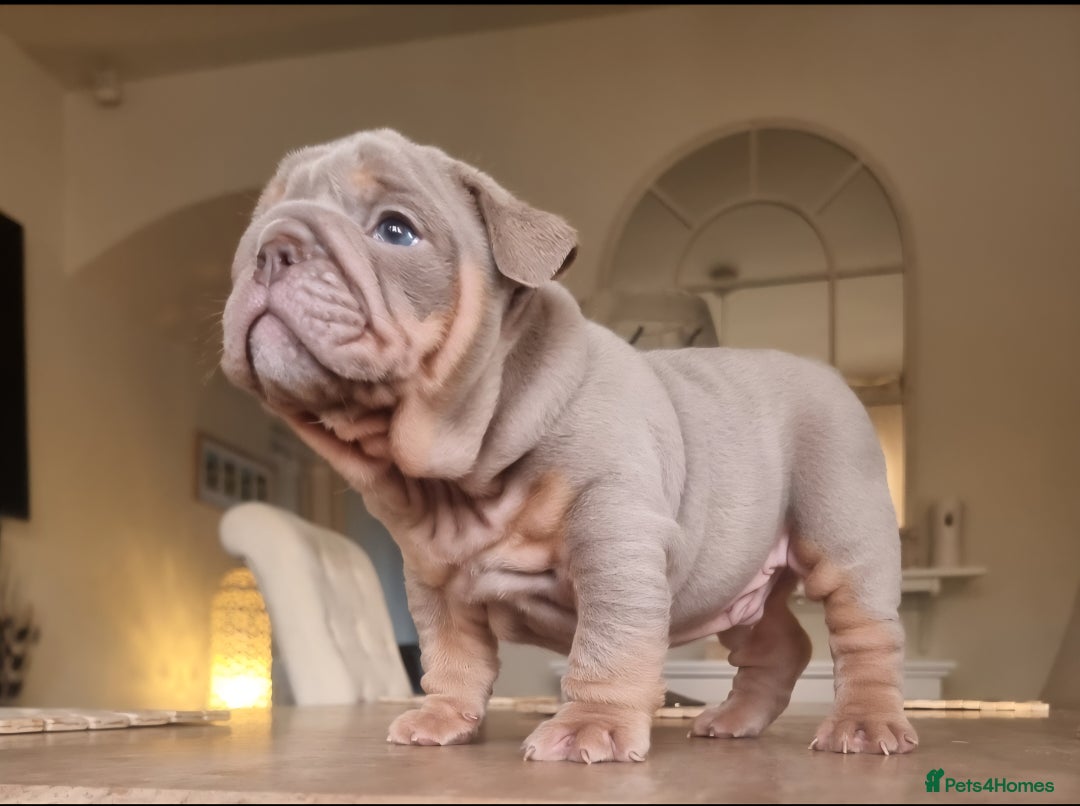 English Bulldog dogs for sale: Beautiful bulldog puppies - Advert 10