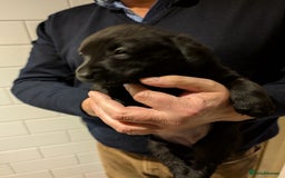 Labrador Retriever dogs for sale: Labrador Retriver Pupies For Sale - Image 19