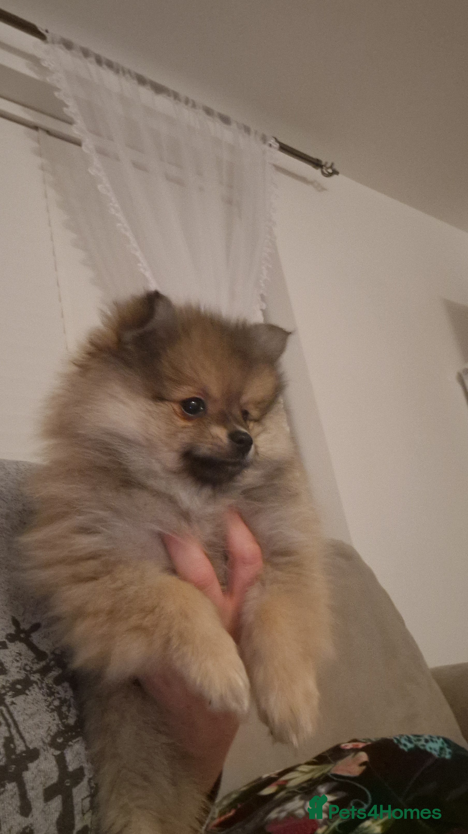 Pomeranian dogs Small Beautiful Pomeranian Puppies Ready Now  - Advert 5