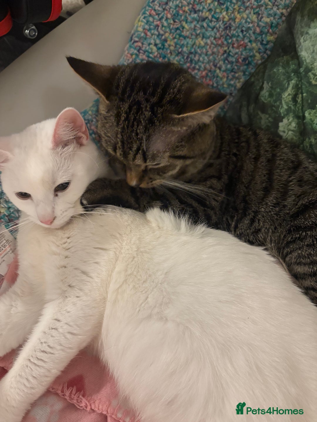 Mixed Breed cats for sale: Snowy and pip🩵💕 - Image 16