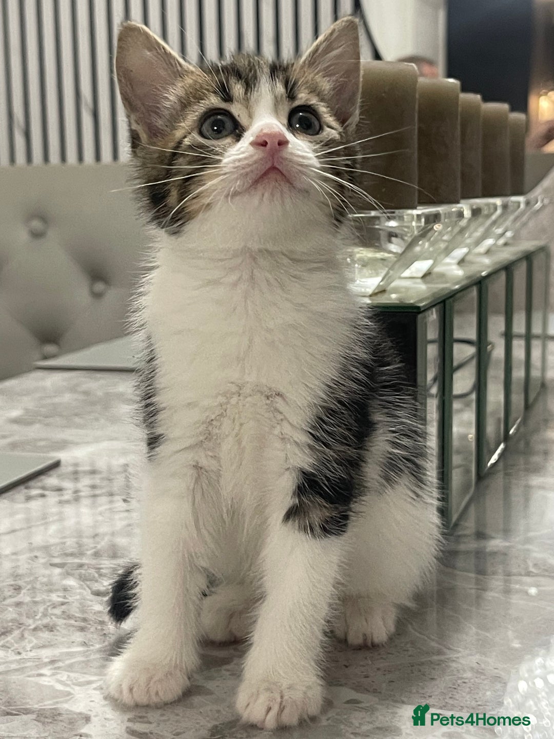 Mixed Breed cats for sale: Kittens available 8 weeks old  - Advert 4