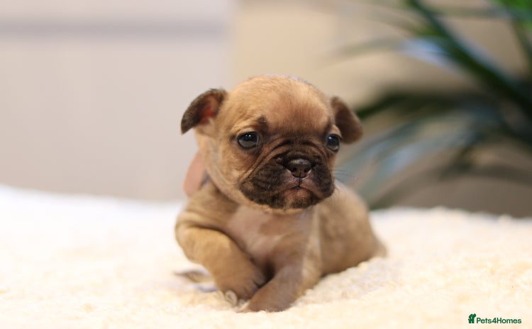 French Bulldog dogs - Advert 2