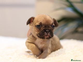 French Bulldog dogs - Advert 35