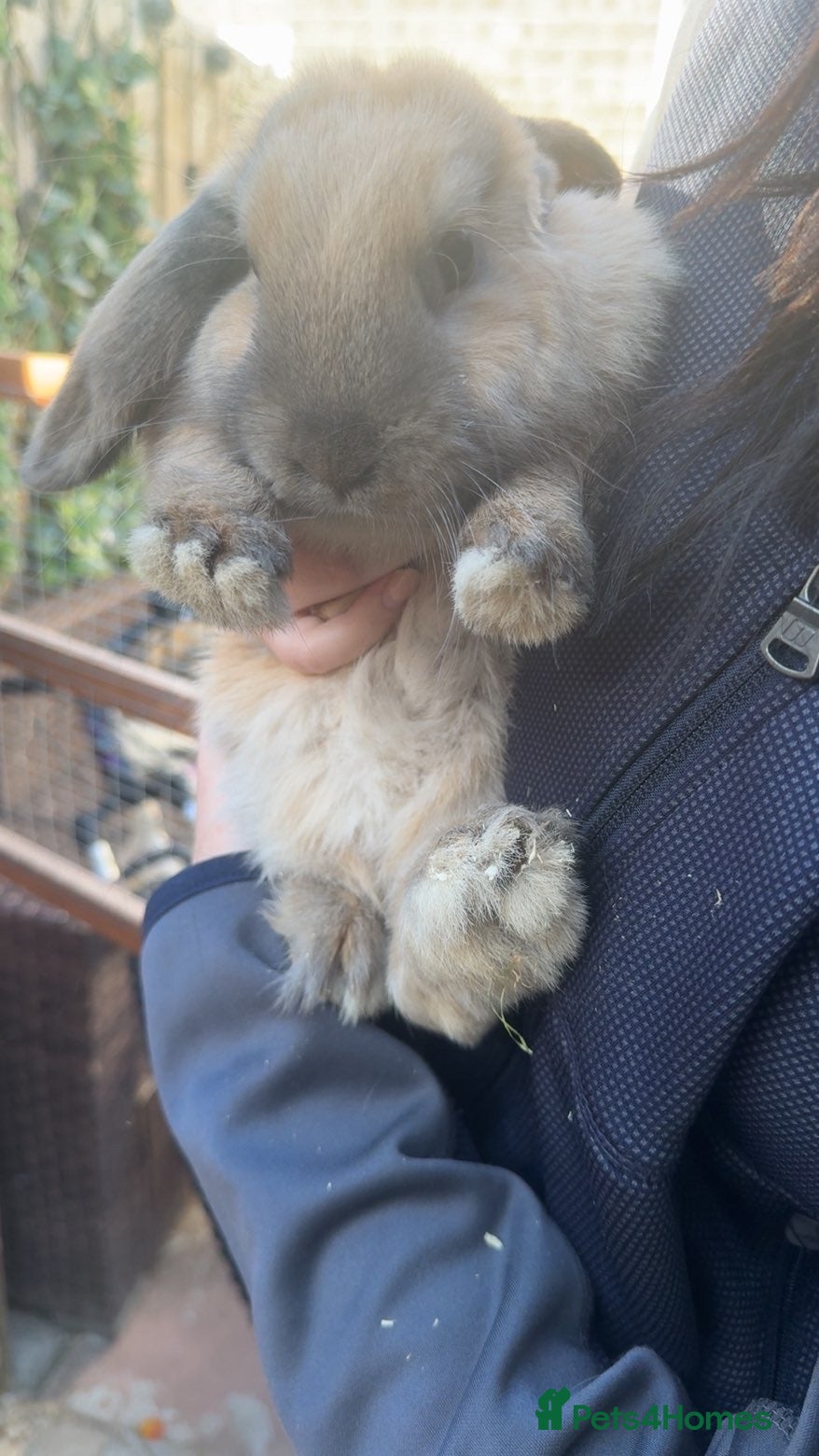 Mini Lop rabbits for sale: 2 mini lop boys in Hull - Advert 4