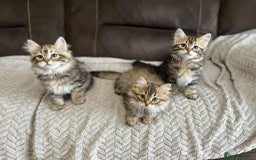 Siberian cats for sale: Purebred- Hypoallergenic Siberian Kittens - Image 15