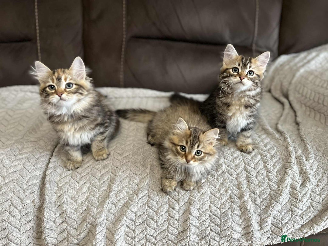 Siberian cats for sale: Purebred- Hypoallergenic Siberian Kittens - Image 15