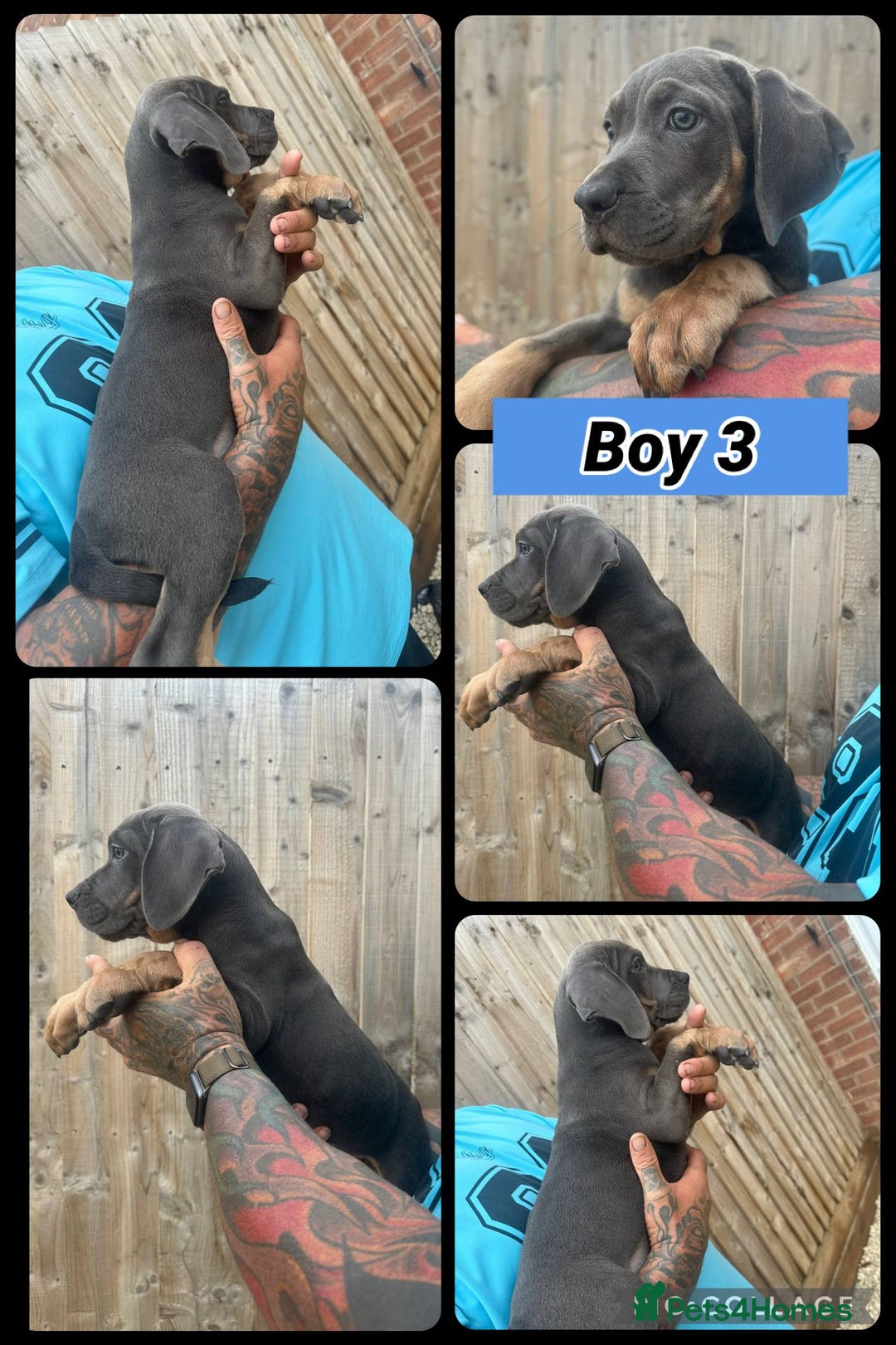 Cane Corso dogs for sale: Cane Corso, Italian mastiff pups  - Image 8