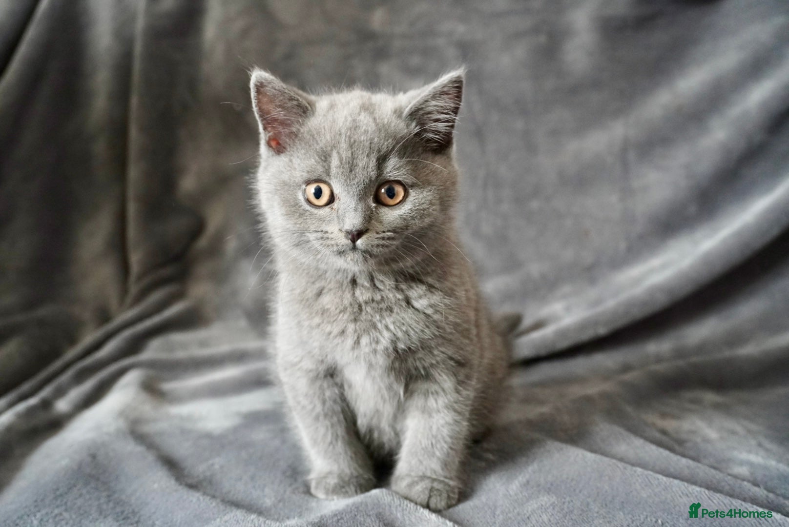 British Shorthair cats Pedigree Kittens GCCF registered  - Advert 2