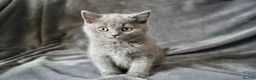 British Shorthair cats for sale: Pedigree Kittens GCCF registered  - Advert 2