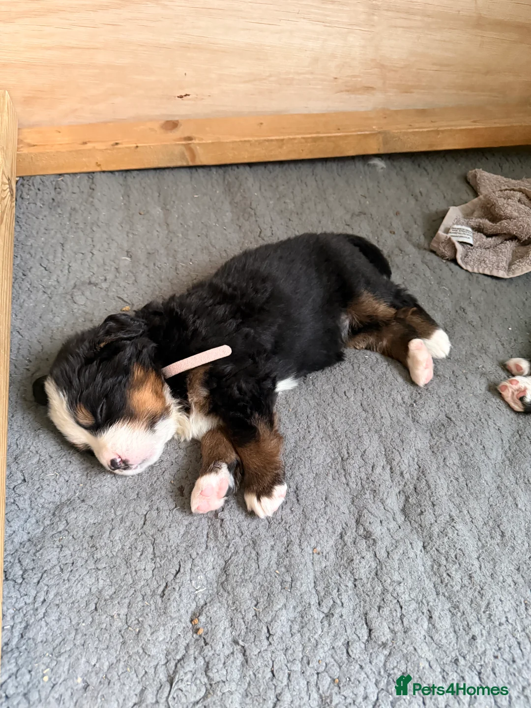 Bernese Mountain Dog dogs for sale: Pedigree Bernese Mountain Dog Puppies  - Advert 4