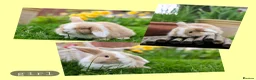 Mini Lop rabbits for sale: ❤️ 5 beautiful mini lop bunnies for sale  - Advert 5