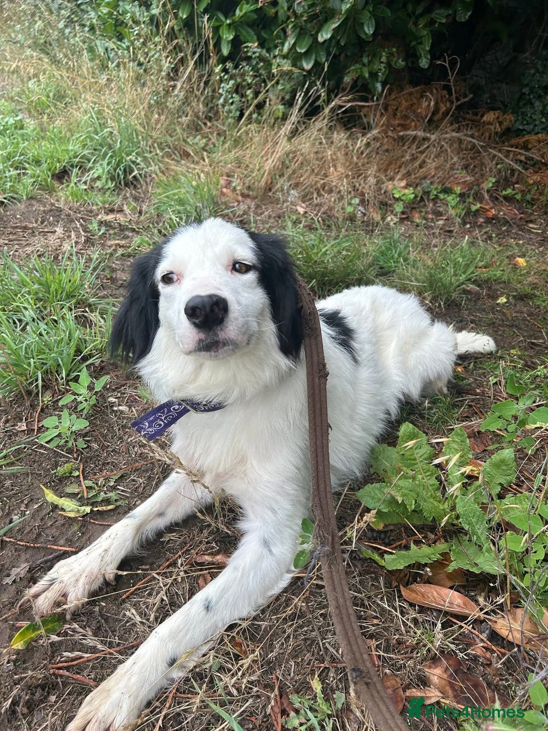 Mixed Breed dogs for adoption: Spotty - Norwich Norfolk  - Image 9