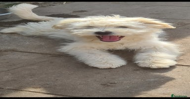 Mixed Breed dogs SPROUT. 7kg small breed  - Advert 8