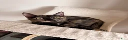Turkish Angora cats for sale: Ready to leave 1 girl left £120 - Advert 1