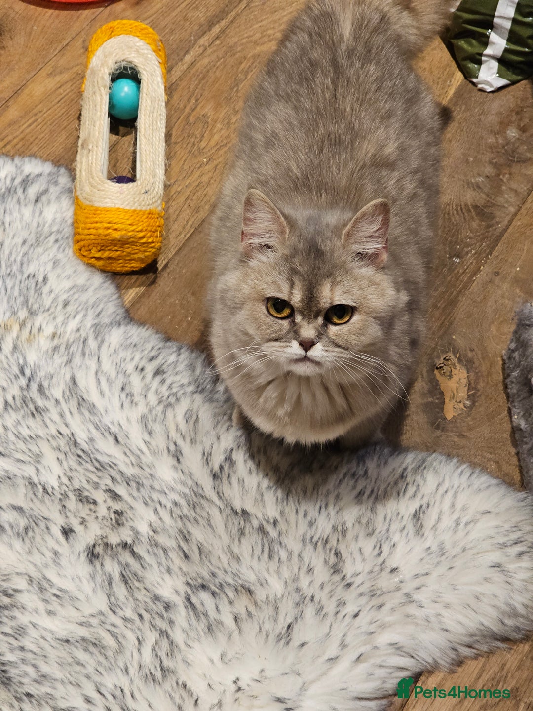 British Shorthair cats for sale: Blue golden female, TICA registered  - Advert 9