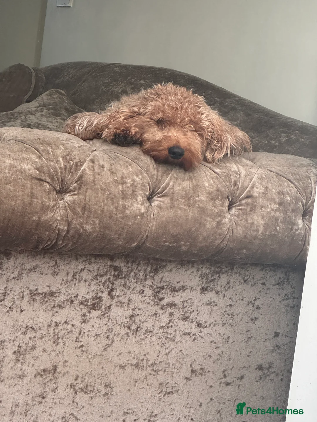 Cockapoo dogs for sale: Cockapoo puppies  - Advert 9