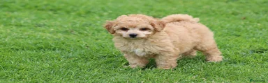 Cavapoo 2