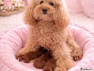Cavapoochon dogs DNA Tested Hypoallergenic Cavapoochon F1BB Babies - Advert 1