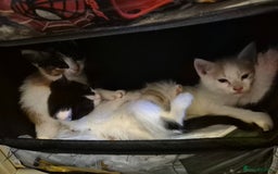 Mixed Breed cats for sale: Stunning kittens - Image 1