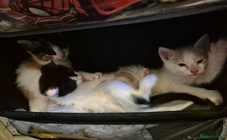 Mixed Breed cats - Advert 1