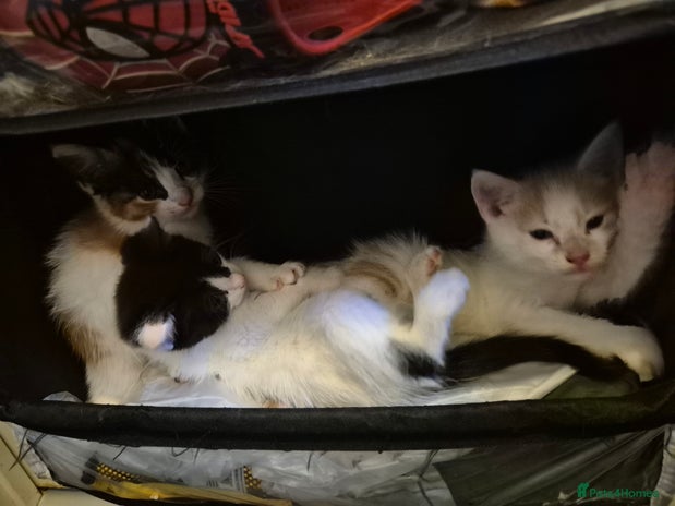 Mixed Breed cats - Advert 1