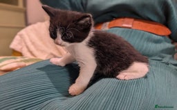 British Longhair cats for sale: 4 Beautiful longhair kittens for sale - Image 6