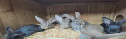 Continental Giant rabbits for sale: 10KG, Brc, show quality kits. MASSIVE  - Advert 5