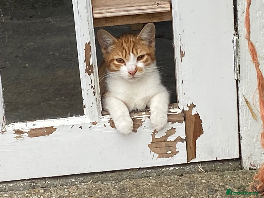 Mixed Breed cats for sale: Young cat in Colchester - Advert 5