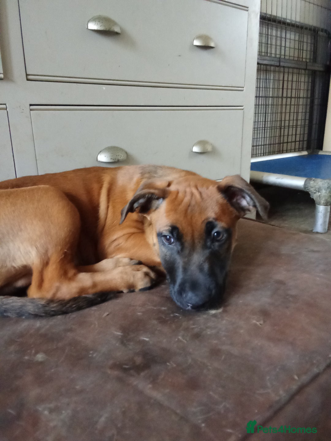 Mixed Breed dogs for sale: Mali cross  - Advert 27