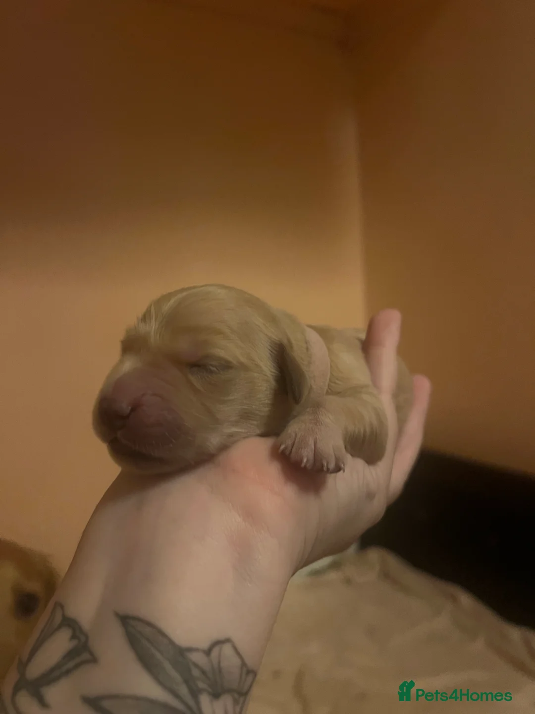 Golden Retriever dogs for sale: LITTLE BUNS - Advert 6