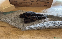 Miniature Dachshund dogs for sale: Beautiful Home Reared KC Reg Mini Daschunds - Image 11