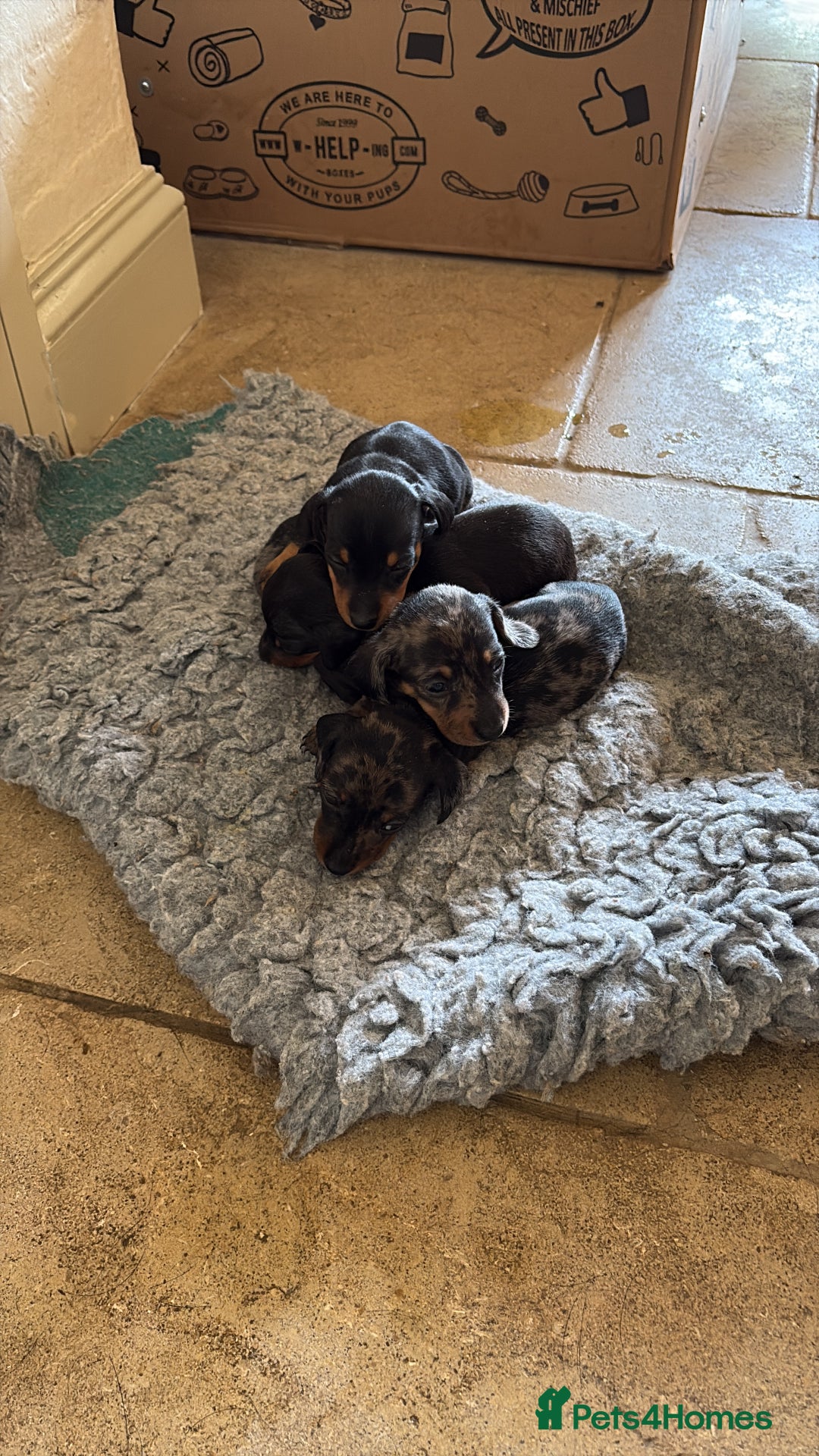Miniature Dachshund dogs for sale: Beautiful Home Reared KC Reg Mini Daschunds - Image 11