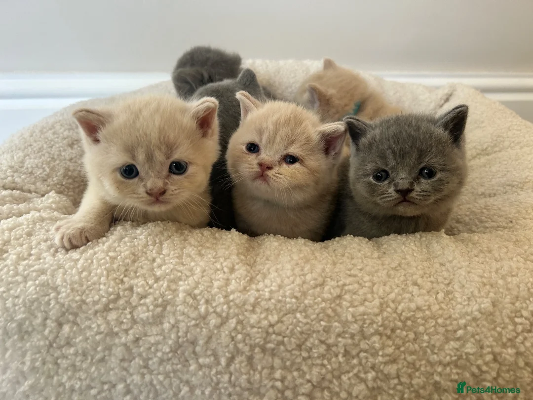 British Shorthair cats for sale: Breathtaking purebred British shorthair kittens - Advert 1