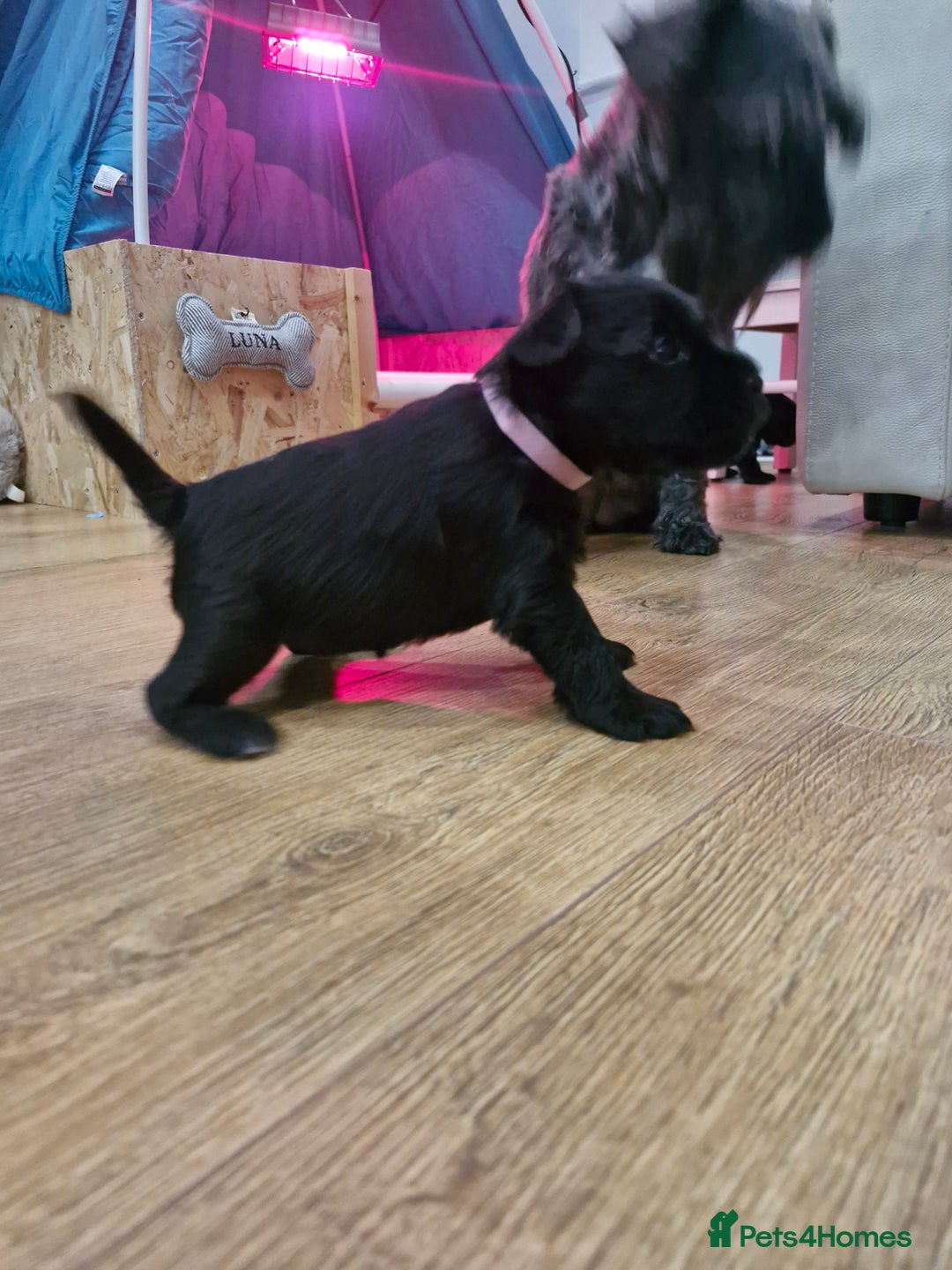 Miniature Schnauzer dogs for sale: Miniature Schnauzer puppies  - Advert 3