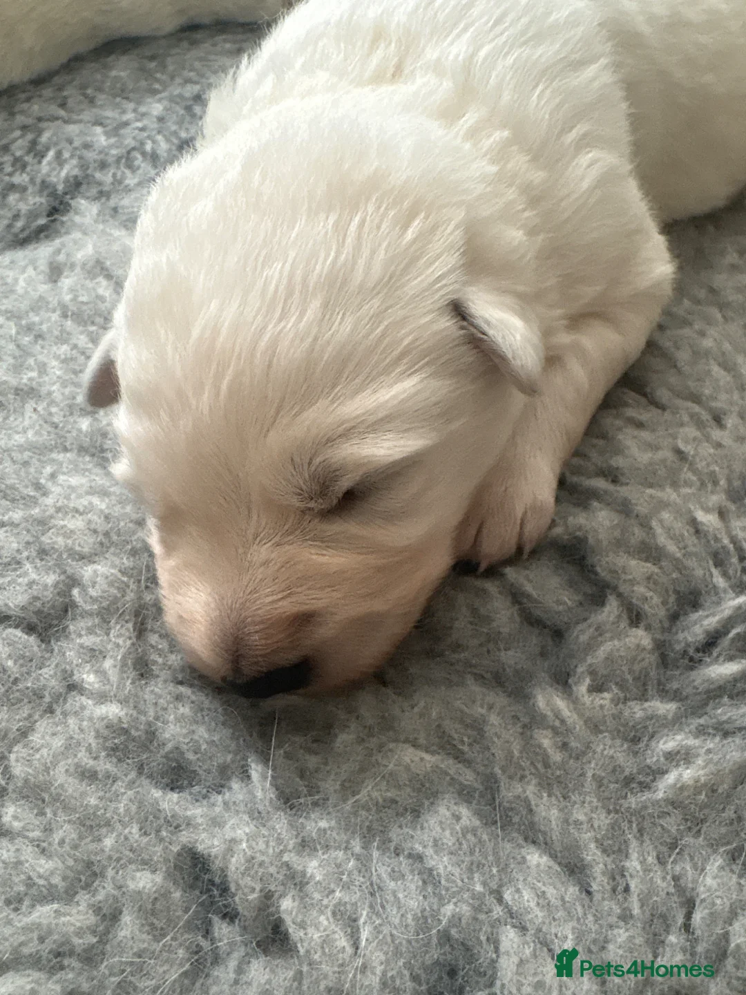 White Swiss Shepherd dogs for sale: gorgeous European line pups - Advert 27