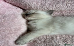 Ragdoll cats for sale: Pure Ragdoll Kitten - Image 9