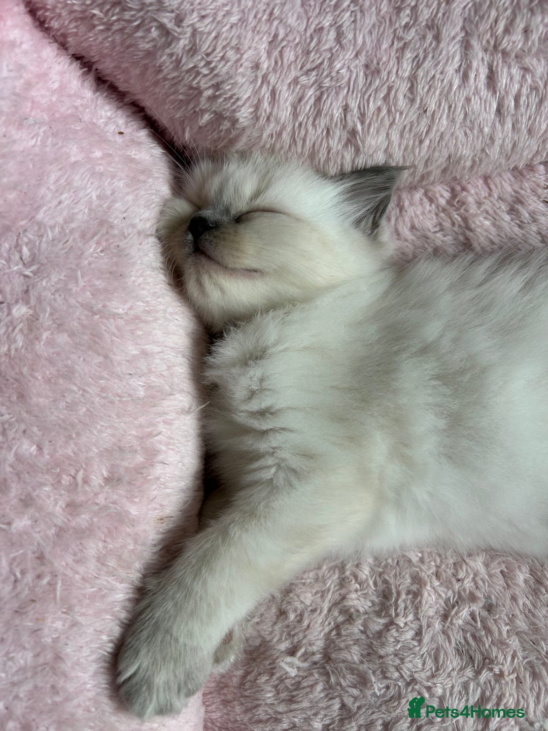 Ragdoll cats for sale: Pure Ragdoll Kitten - Image 9