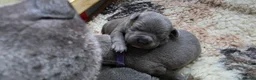 Staffordshire Bull Terrier dogs for sale: 8 Stunning staffie puppies  - Advert 7