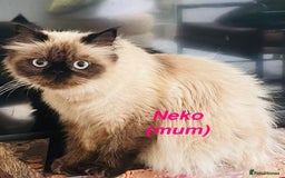 Himalayan cats for sale: Rare Himalayan mix kittens - Image 13