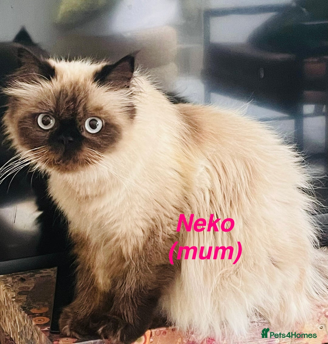 Himalayan cats for sale: Rare Himalayan mix kittens - Image 13