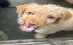 Labradoodle dogs for sale: F1B Labradoodles: available from Aug 2nd. in Uxbridge - Image 30